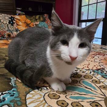 Domestic Medium Hair Cats Available for Adoption - Donovan "White Cheeks" | PetCurious