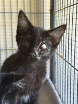 Carpenter -  Domestic Short Hair Cat for Adoption in Cloquet, Minnesota - Carpenter | PetCurious