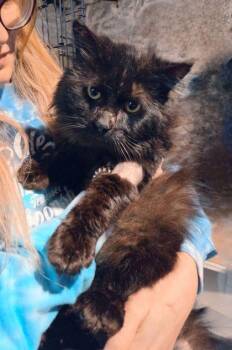 Domestic Long Hair and Domestic Short Hair Cats Available for Adoption in Berwick, Pennsylvania - Meeny | PetCurious