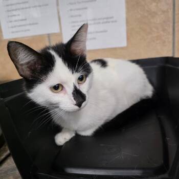 Domestic Short Hair Cats Available for Adoption in Eureka Springs, Arkansas - Woozle | PetCurious