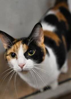 Alo -  Domestic Short Hair Cat for Adoption in Saint James City, Florida - Alo | PetCurious