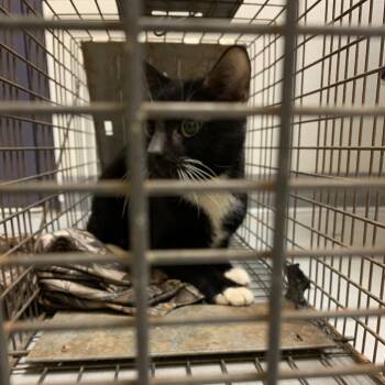 Domestic Short Hair Cats Available for Adoption in Charlottesville, Virginia - Rohan | PetCurious