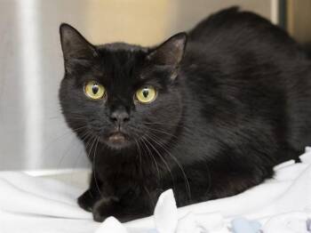 Domestic Short Hair Cats Available for Adoption in Phoenix, Arizona - BINKY | PetCurious