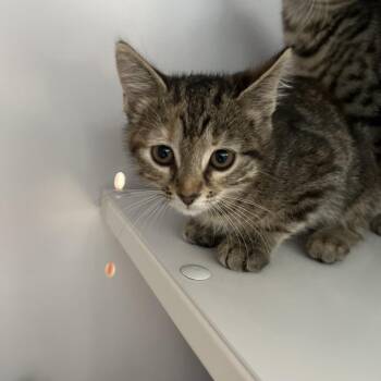 Miriam -  Domestic Short Hair Cat Available for Adoption in Sarasota, Florida - Miriam | PetCurious