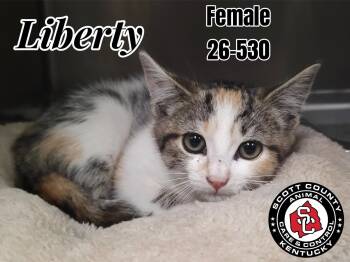 Liberty -  Domestic Short Hair Cat for Adoption in Georgetown, Kentucky - Liberty | PetCurious