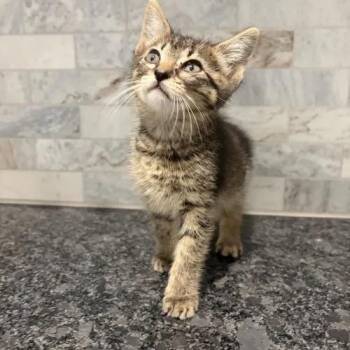 Knuckles -  Manx and Tabby Cat for Adoption in Pearland, Texas - Knuckles | PetCurious