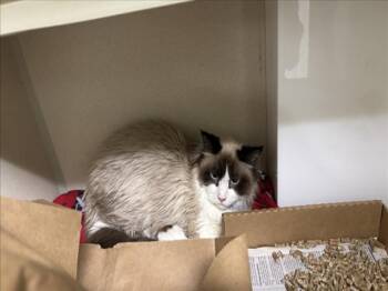 Rescue Domestic Long Hair Cats for Adoption in Loveland, Colorado - MOIRA | PetCurious