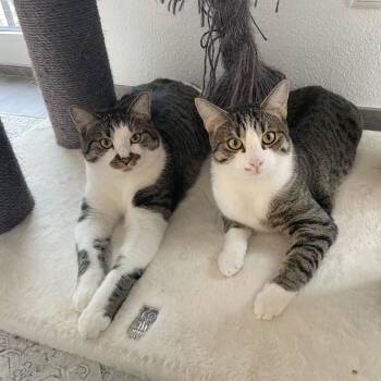 Domestic Short Hair Cats Available for Adoption in Redwood City, California - Findus | PetCurious