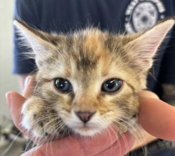 Nola -  Domestic Medium Hair and Domestic Short Hair Cat for Adoption in West Memphis, Arkansas - Nola | PetCurious