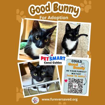 Good Bunny -  Domestic Short Hair Cat Available for Adoption in Miami, Florida - Good Bunny | PetCurious