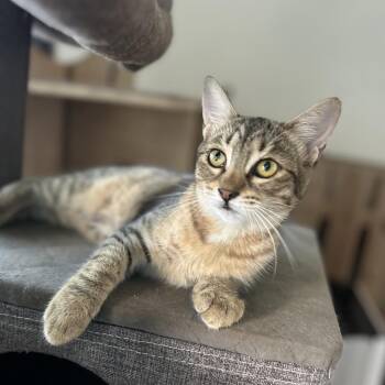 Juney -  Domestic Short Hair Cat for Adoption in Port Richey, Florida - Juney | PetCurious