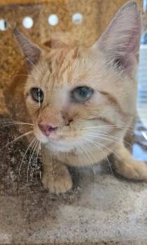 Olaf -  Domestic Short Hair Cat for Adoption in Lafayette, Indiana - Olaf | PetCurious