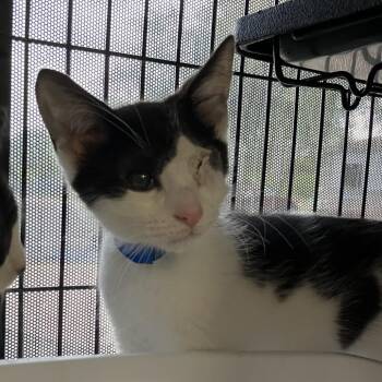 Domestic Short Hair Cats Available for Adoption in Lakeland, Florida - Coriander | PetCurious