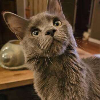 Rescue Domestic Medium Hair Cats for Adoption in Berkeley Heights, New Jersey - Dust Bunny. Gives Kisses | PetCurious