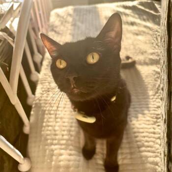 Agnes -  Domestic Short Hair Cat Available for Adoption - Agnes | PetCurious