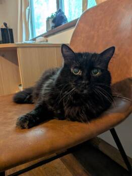 Axel -  Domestic Long Hair Cat for Adoption in Fort Collins, Colorado - Axel | PetCurious