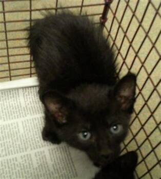 A2477107 -  Domestic Short Hair Cat for Adoption in Fort Lauderdale, Florida - A2477107 | PetCurious