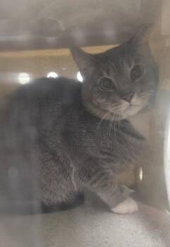 Domestic Short Hair Cats Available for Adoption in Derwood, Maryland - FARTEMIS | PetCurious