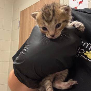 Azul -  Domestic Short Hair Cat for Adoption in Bristol, Indiana - Azul | PetCurious