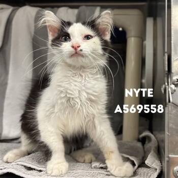 NYTE -  Domestic Long Hair Cat for Adoption - NYTE | PetCurious
