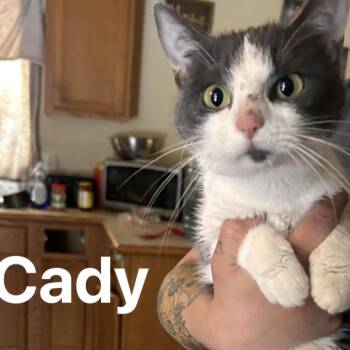 Domestic Short Hair Cats Available for Adoption - Cady | PetCurious