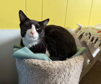 Captain Jack Sparrow (Jack) -  Domestic Short Hair Cat for Adoption in Ogden, Utah - Captain Jack Sparrow (Jack) | PetCurious