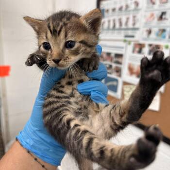 Domestic Short Hair Cats Available for Adoption in San Antonio, Texas - Luminos L1 | PetCurious