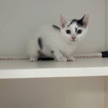 Pamela -  Domestic Short Hair Cat for Adoption in Greensboro, North Carolina - Pamela | PetCurious