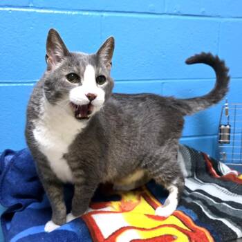 Domestic Short Hair Cats Available for Adoption in Cheyenne, Wyoming - Scooter | PetCurious