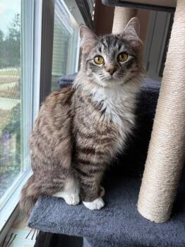 Domestic Long Hair Cats Available for Adoption in Newnan, Georgia - Sheinelle | PetCurious