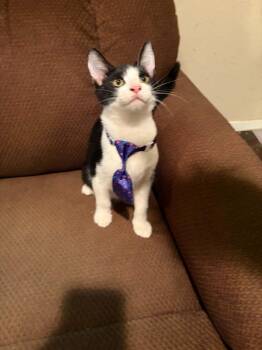 Taz -  Domestic Short Hair Cat for Adoption in Mansfield, Texas - Taz | PetCurious