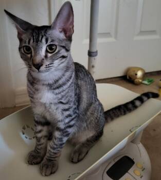 Tano Nambari -  Domestic Short Hair and Tabby Cat for Adoption in Chandler, Arizona - Tano Nambari | PetCurious