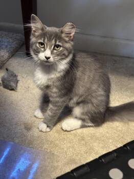 Piedra -  Domestic Medium Hair Cat for Adoption in Richmond, Virginia - Piedra | PetCurious