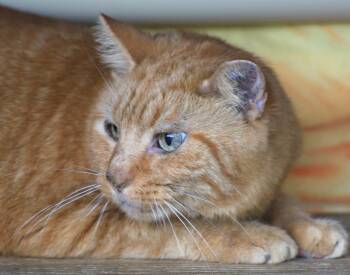 Rescue Domestic Short Hair Cats for Adoption in North Fort Myers, Florida - Pumpkin | PetCurious