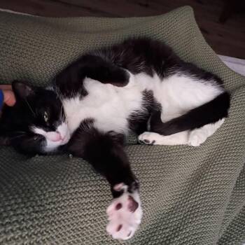 Topper -  Domestic Short Hair and Mixed Breed Cat for Adoption in Philadelphia, Pennsylvania - Topper | PetCurious