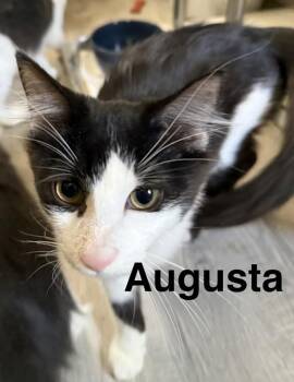 Augusta -  Domestic Medium Hair Cat for Adoption in Zimmerman, Minnesota - Augusta | PetCurious