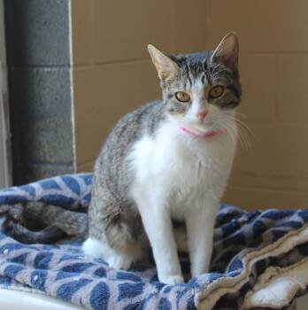 Novaa - 43928 -  Domestic Short Hair and Tabby Cat for Adoption in Prattville, Alabama - Novaa - 43928 | PetCurious