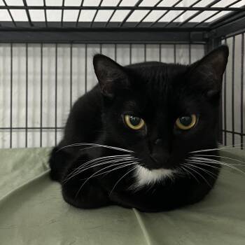 Domestic Short Hair Cats Available for Adoption - Rebecca | PetCurious