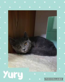 Rescue Domestic Short Hair Cats for Adoption in Iron River, Michigan - Yury | PetCurious
