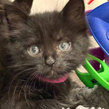 Domestic Short Hair Cats Available for Adoption in Milton, Florida - William | PetCurious