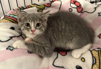 Fruit Loop -  Tabby Cat for Adoption in Seaford, New York - Fruit Loop | PetCurious