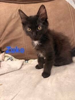 Rescue Domestic Long Hair Cats for Adoption in Ruskin, Florida - Zuko | PetCurious