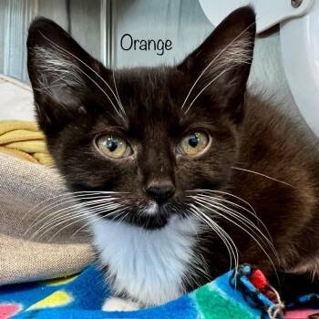Orange -  Domestic Medium Hair Cat for Adoption in Madisonville, Tennessee - Orange | PetCurious