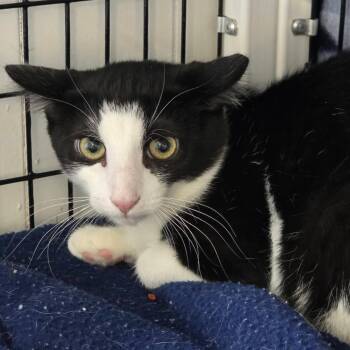 Sienna -  Domestic Medium Hair Cat for Adoption in Trenton, New Jersey - Sienna | PetCurious