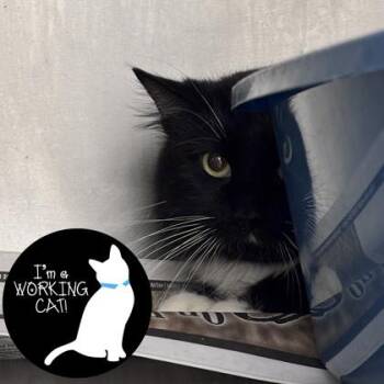 Domestic Medium Hair and Domestic Short Hair Cats Available for Adoption in Janesville, Wisconsin - Bender | PetCurious