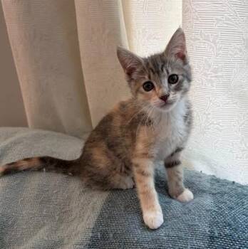 ANDROMEDA -  Domestic Short Hair Cat for Adoption in Andover, Minnesota - ANDROMEDA | PetCurious