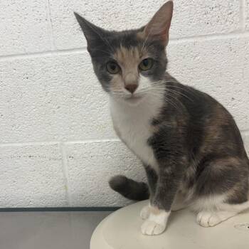 Chestnut -  Domestic Short Hair Cat for Adoption in Edinburg, Texas - Chestnut | PetCurious
