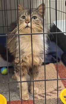 Domestic Long Hair Cats Available for Adoption in Saint Clairsville, Ohio - Boots | PetCurious