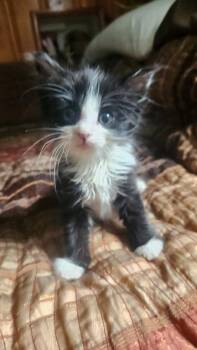 Kleo Sc -  Domestic Medium Hair Cat for Adoption in West Peoria, Illinois - Kleo Sc | PetCurious