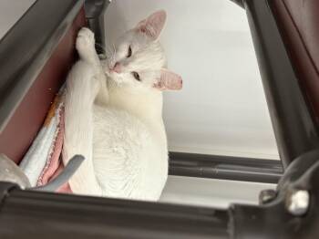 Rescue Domestic Short Hair Cats for Adoption in Black River Falls, Wisconsin - Dusty | PetCurious